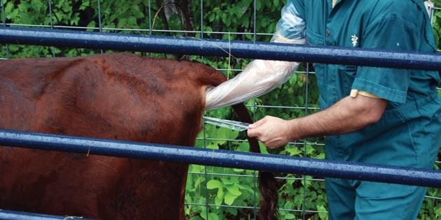 ineklerde tohumlama ineklerde tohumlama