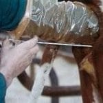 ineklerde-tohumlama_3