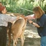 ineklerde-tohumlama_4