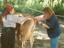 ineklerde tohumlama_4.jpg ineklerde tohumlama_4.jpg