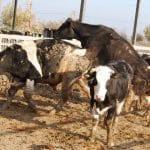 ineklerde-tohumlama_5