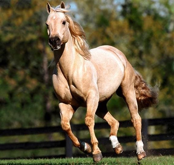 ingiliz atları ingiliz atları