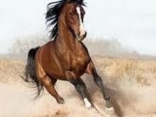 ingiliz atları_3.jpg ingiliz atları_3.jpg