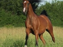 ingiliz atları_4.jpg ingiliz atları_4.jpg