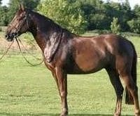 ingiliz atları_5.jpg ingiliz atları_5.jpg