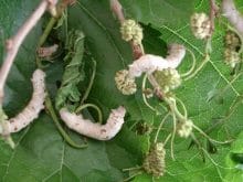 ipek böceği_10.jpg ipek böceği_10.jpg