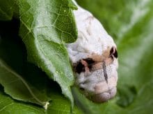 ipek böceği_11.jpg ipek böceği_11.jpg