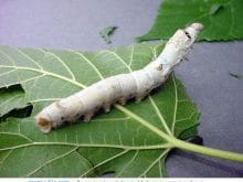 ipek böceği_12.jpg ipek böceği_12.jpg