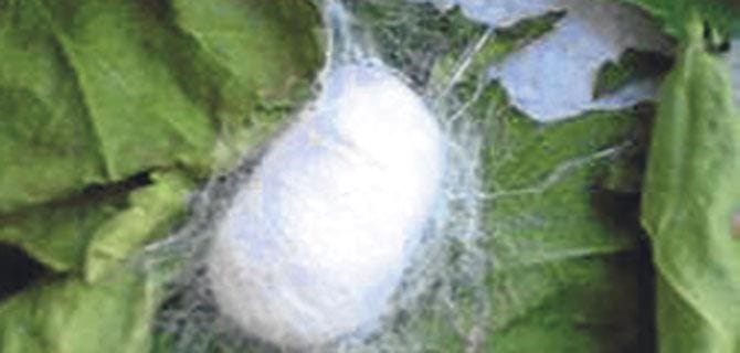 ipek böceği ipek böceği