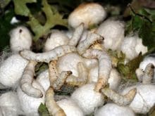 ipek böceği_2.jpg ipek böceği_2.jpg