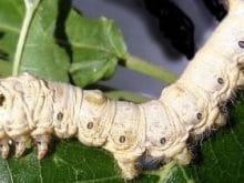 ipek böceği_3.jpg ipek böceği_3.jpg