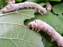 ipek böceği_4.jpg ipek böceği_4.jpg