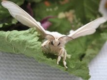 ipek böceği_5.jpg ipek böceği_5.jpg