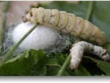 ipek böceği_6.jpg ipek böceği_6.jpg