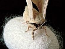 ipek böceği_7.jpg ipek böceği_7.jpg