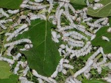 ipek böceği_9.jpg ipek böceği_9.jpg