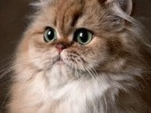 iran_kedisi fiyatlari iran_kedisi fiyatlari