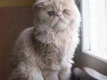 iran+kedisi iran+kedisi