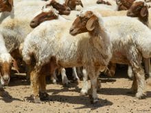 ivesi koyunu_1.jpg ivesi koyunu_1.jpg