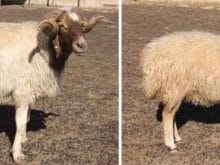 ivesi koyunu ivesi koyunu