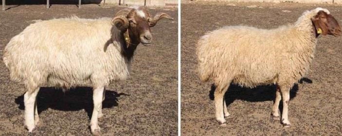 ivesi koyunu ivesi koyunu