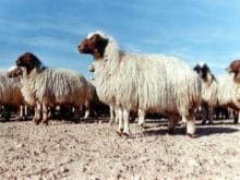 ivesi koyunu_4.jpg ivesi koyunu_4.jpg