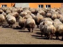 ivesi koyunu_5.jpg ivesi koyunu_5.jpg