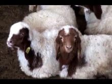 ivesi koyunu_6.jpg ivesi koyunu_6.jpg