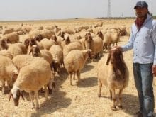 ivesi koyunu_7.jpg ivesi koyunu_7.jpg