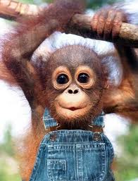 Jeans giyen maymuncuk Jeans giyen maymuncuk