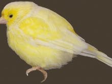 Kanarya resimleri Kanarya resimleri