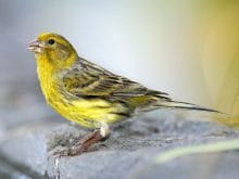 kanarya_kusu1 kanarya_kusu1