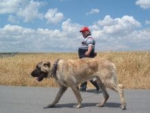 Kangal