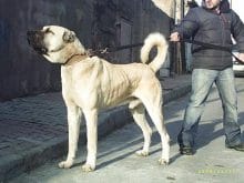 kangal kopegi kangal kopegi