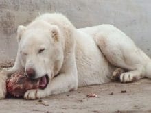 kangal kopegi1 kangal kopegi1