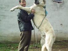 kangal kopek kangal kopek