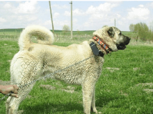 Kangal resmi Kangal resmi