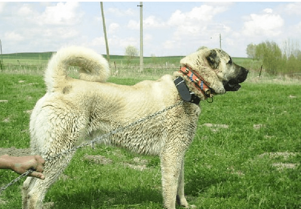 Kangal resmi Hayvanlar