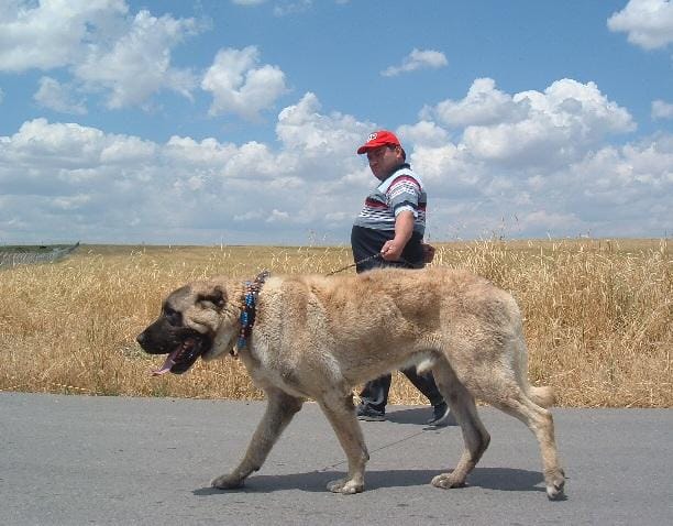 Kangal Kangal