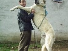 kangal1 kangal1