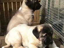kangal yavruları kangal yavruları