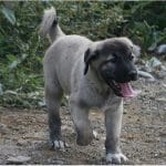 kangal yavruları