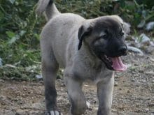 kangal yavruları kangal yavruları