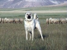 kangal_kopegi kangal_kopegi