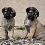 kangal yavruları