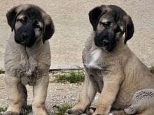 kangal yavruları kangal yavruları