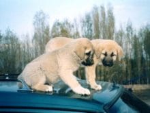 kangal_yavrusu_1238877011 kangal_yavrusu_1238877011