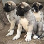 kangal yavruları