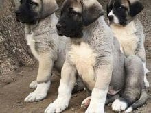 kangal yavruları kangal yavruları