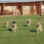 sevimli kangal yavruları